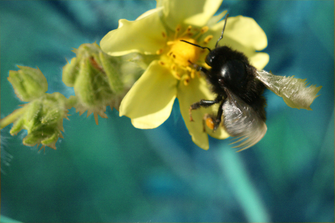 Biene auf gelber Blüte