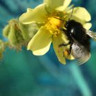 Biene auf gelber Blüte