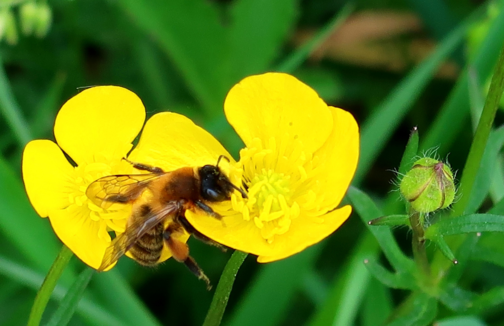 Biene auf gelber Blüte