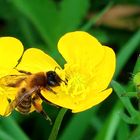 Biene auf gelber Blüte