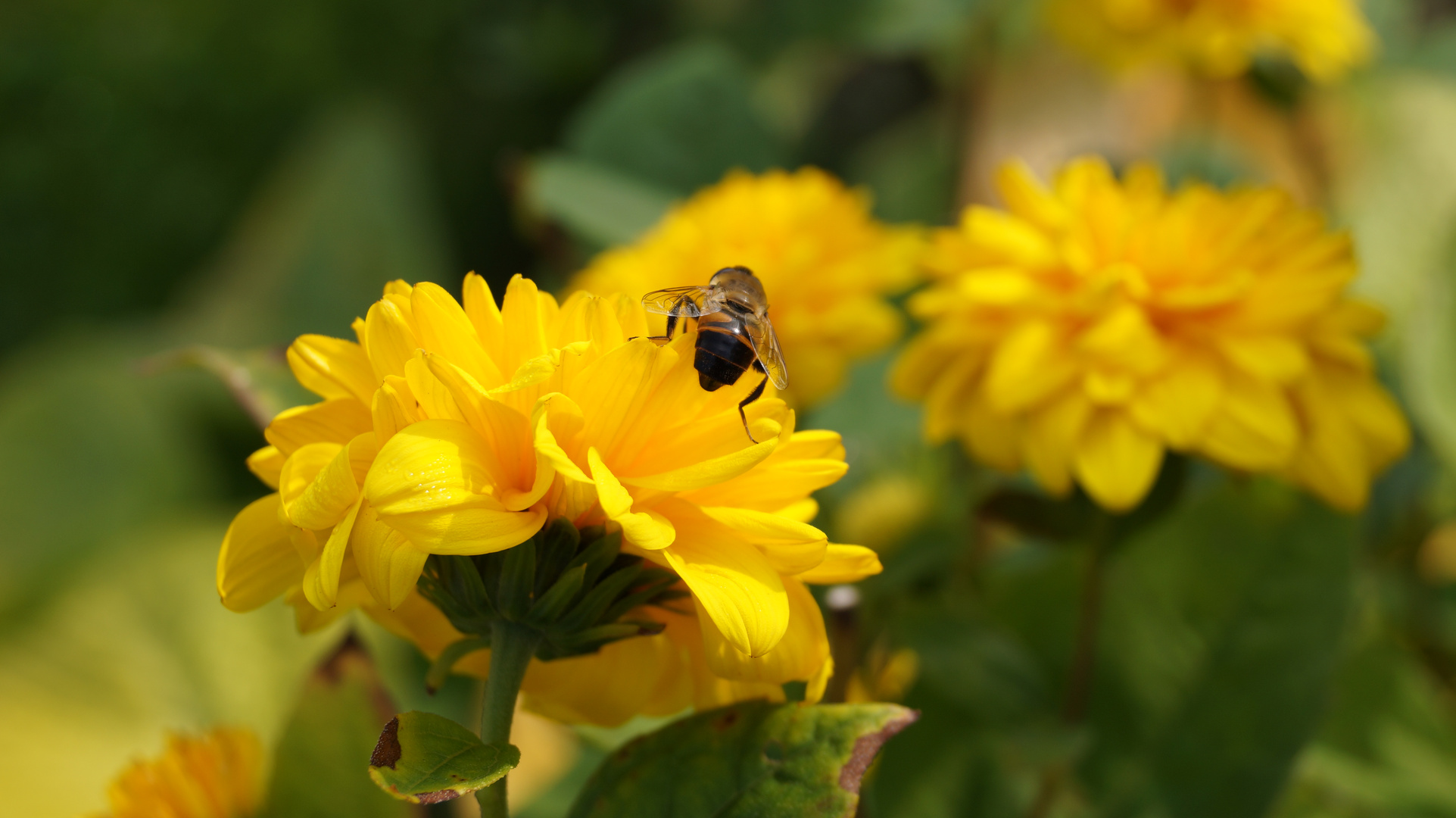 Biene auf gelber Blüte II