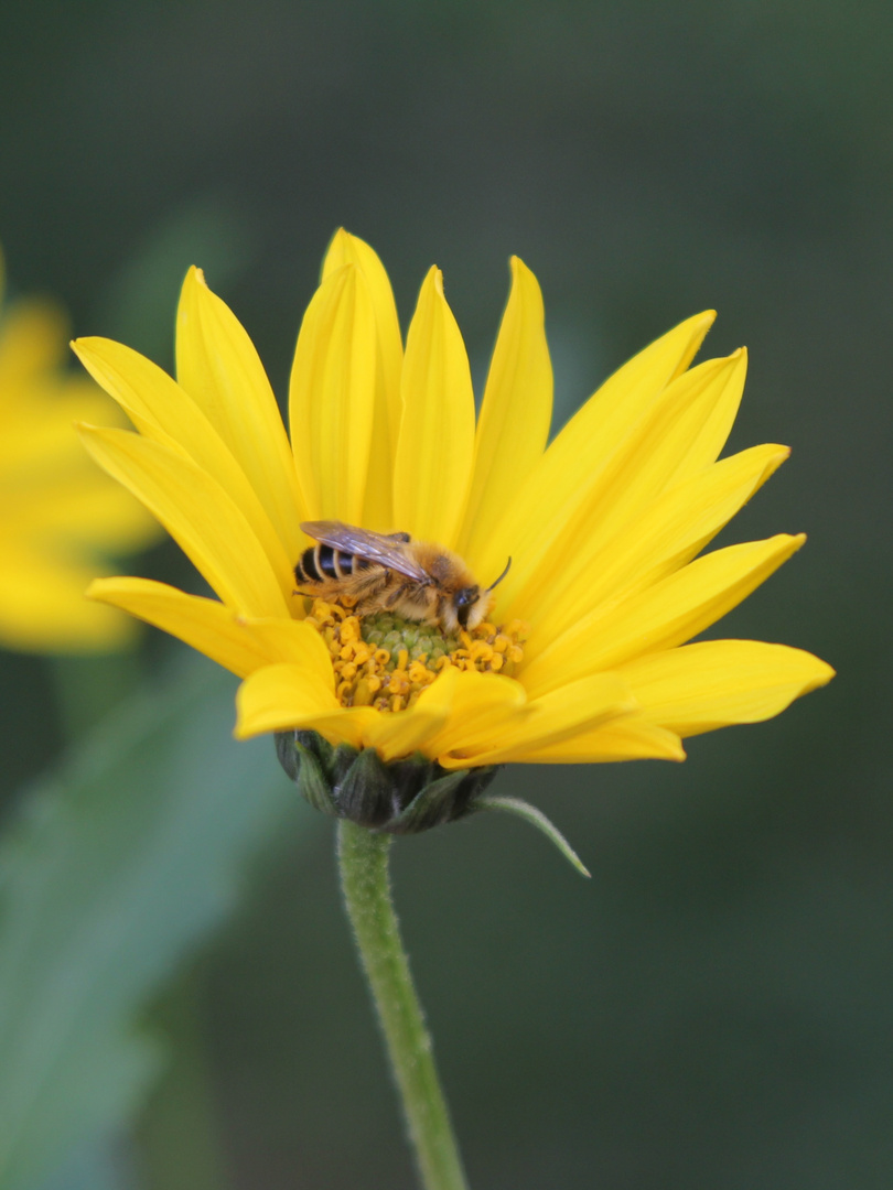 Biene auf gelber Blume