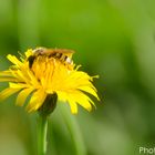 Biene auf gelber Blume