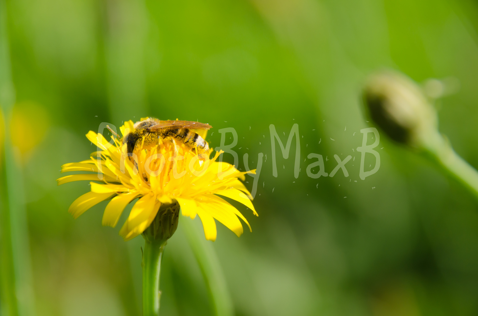 Biene auf gelber Blume