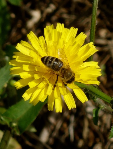 Biene auf gelber Blume