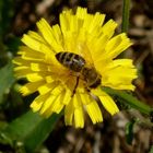 Biene auf gelber Blume