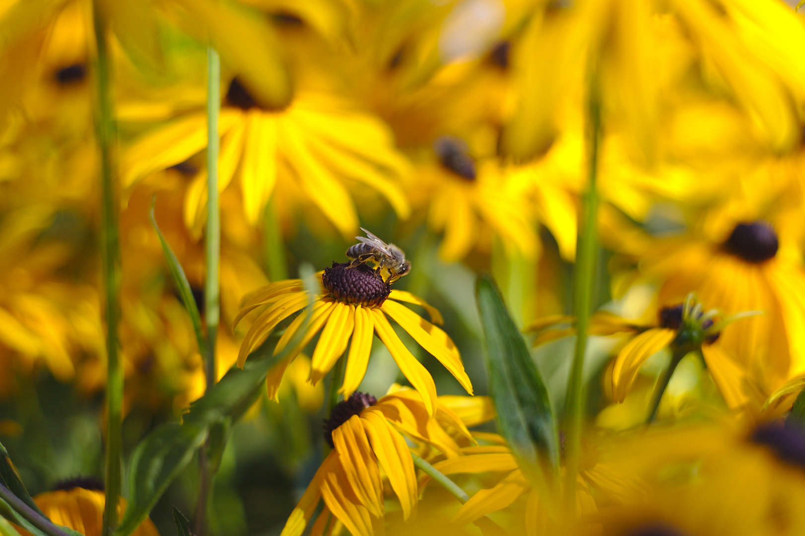 Biene auf gelber Blume