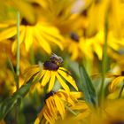 Biene auf gelber Blume