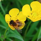 Biene auf gelber Büte