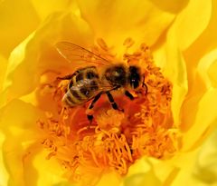 biene auf gelber rose