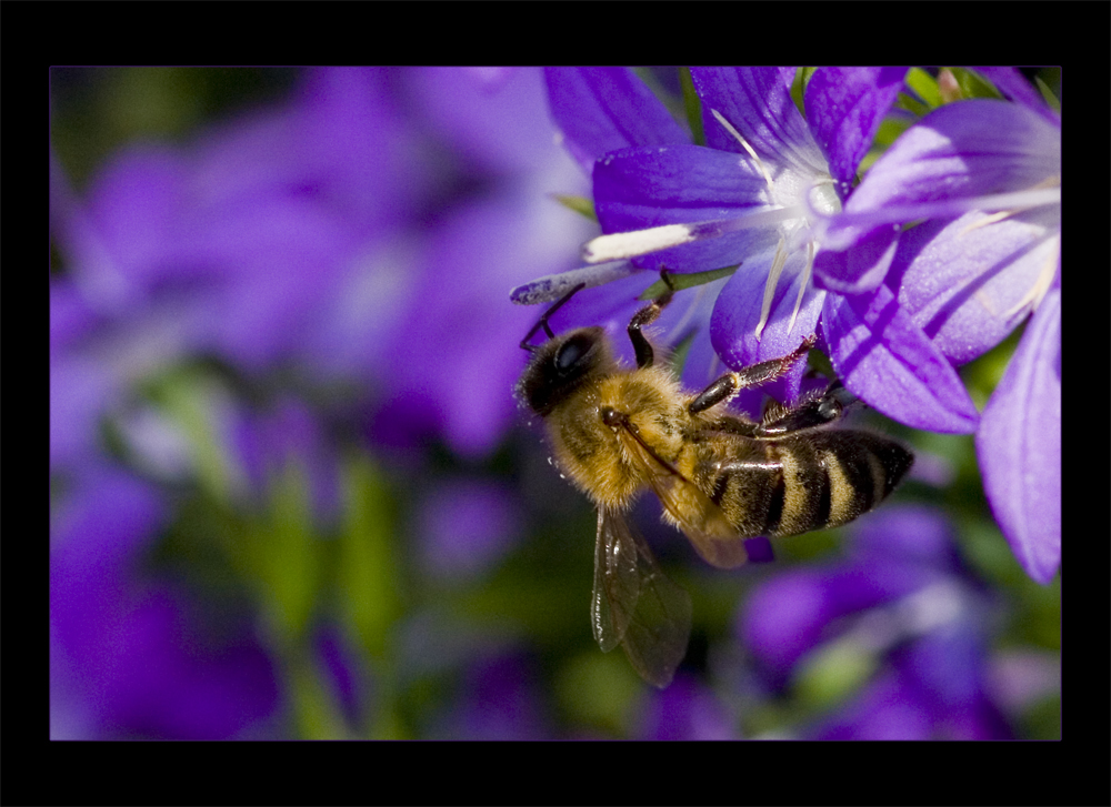 Biene auf Glockenblume