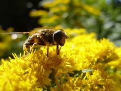 Biene auf Goldrute 1