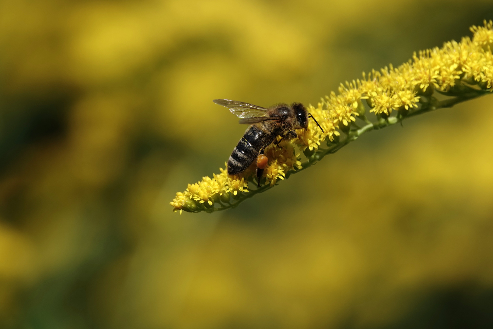 Biene auf Goldrute