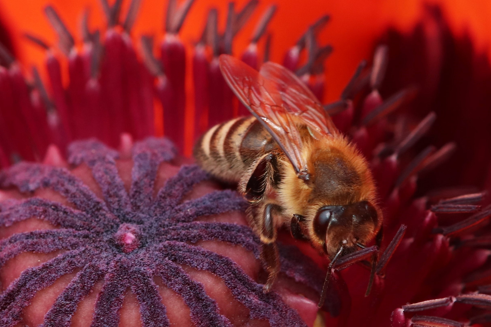 Biene auf großem Mohn