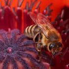 Biene auf großem Mohn
