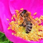 Biene auf Heckenrose