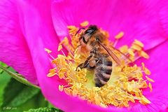 Biene auf Heckenrose