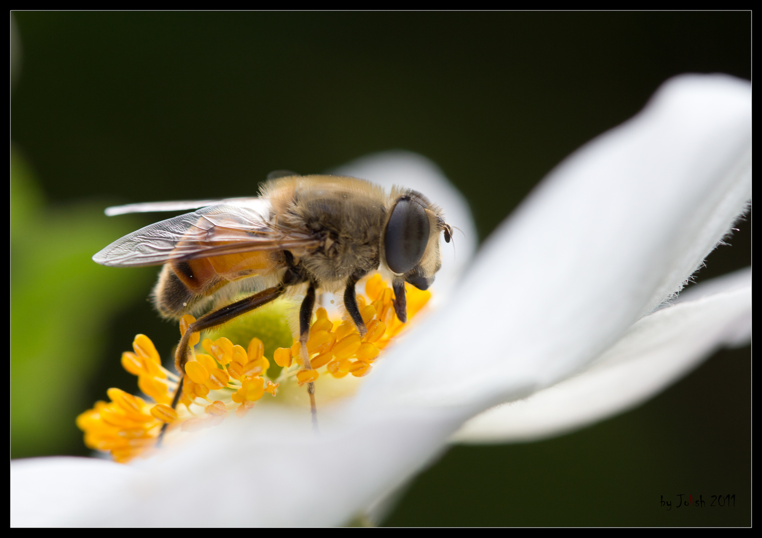 Biene auf Herbstanemone