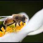 Biene auf Herbstanemone