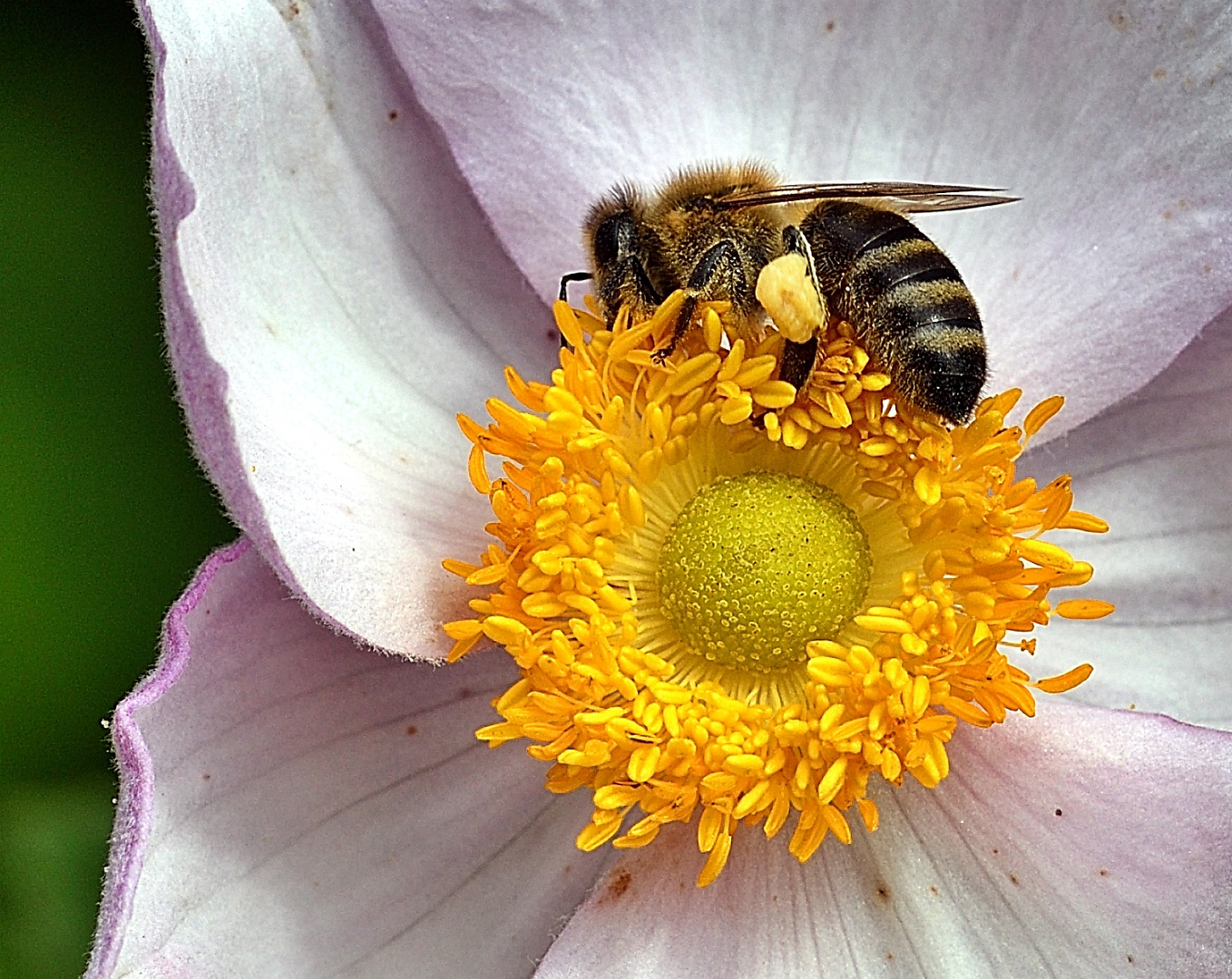 Biene auf Herbstanemone 