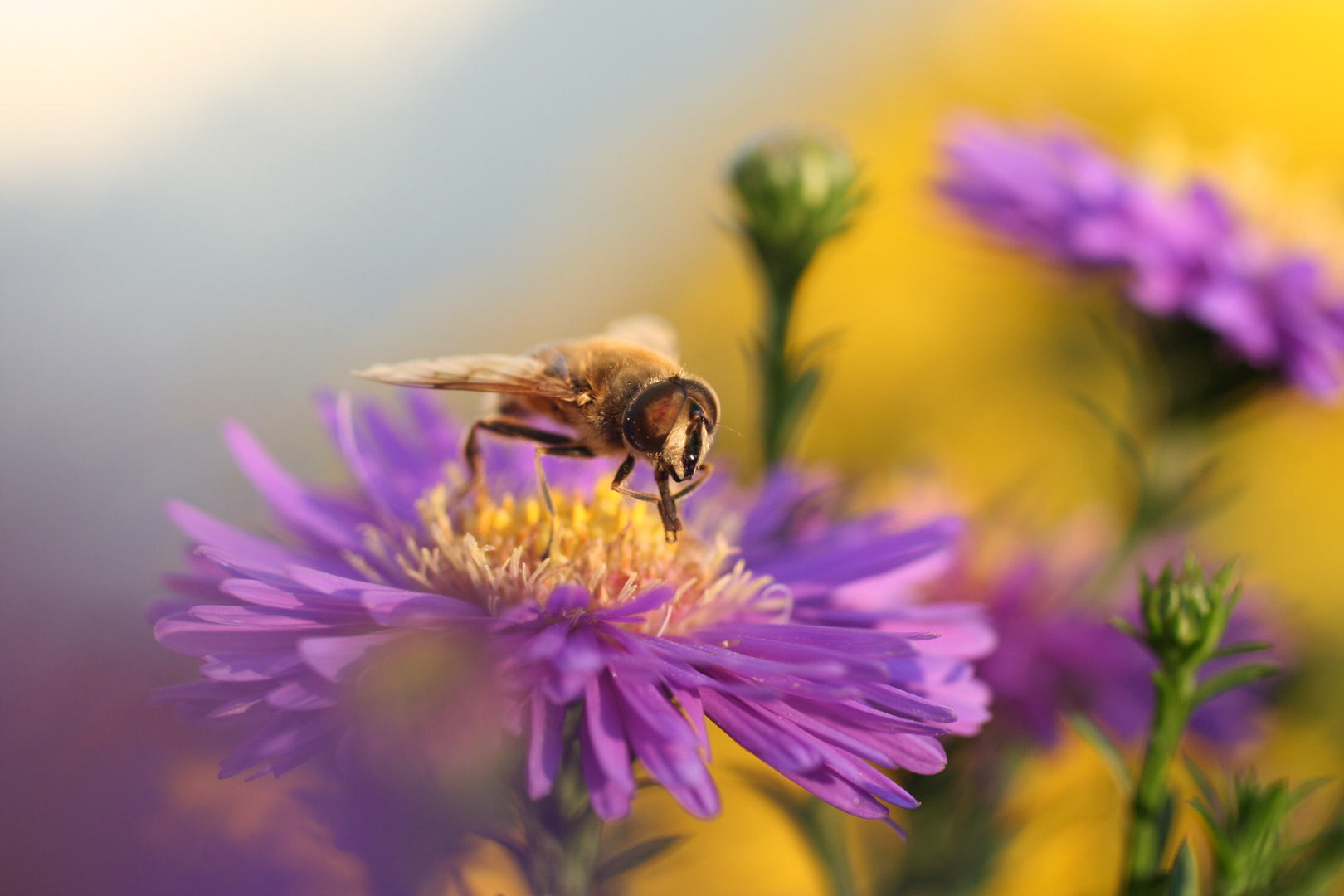 Biene auf Herbstaster