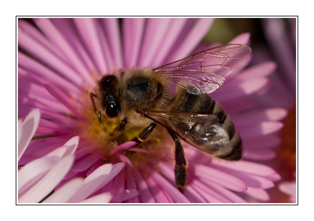 Biene auf Herbstaster