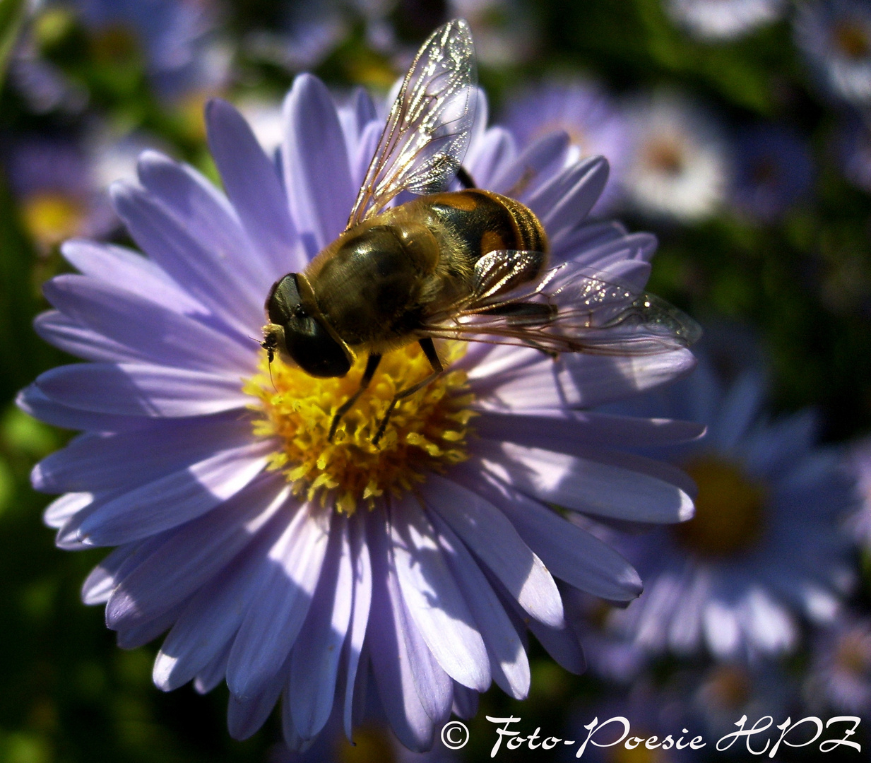 Biene auf Herbstaster