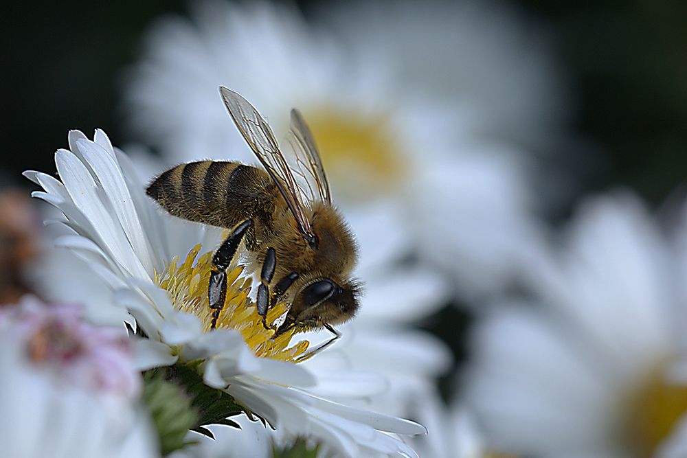 Biene auf Herbstaster