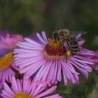 Biene auf Herbstaster