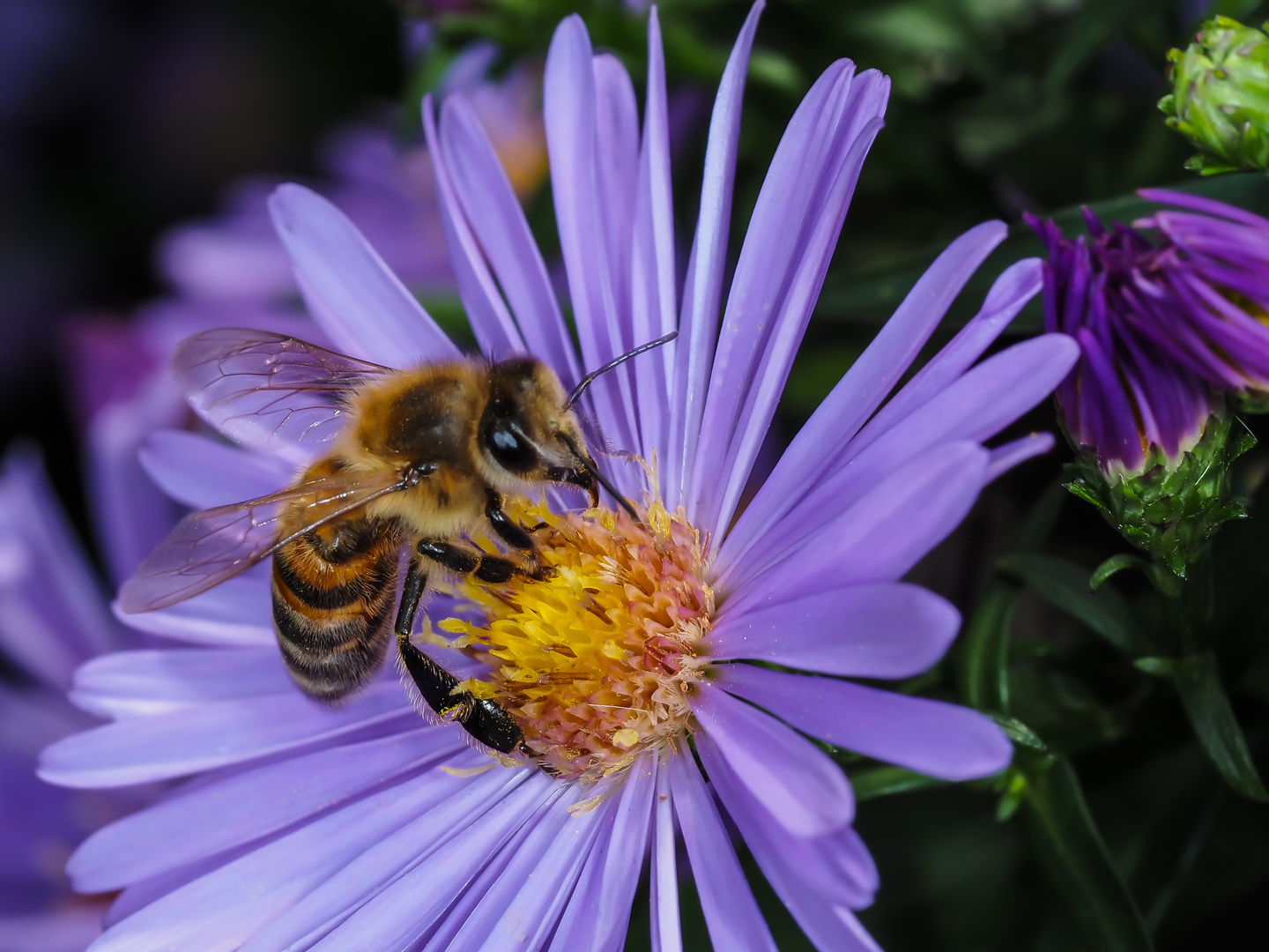 Biene auf Herbstaster