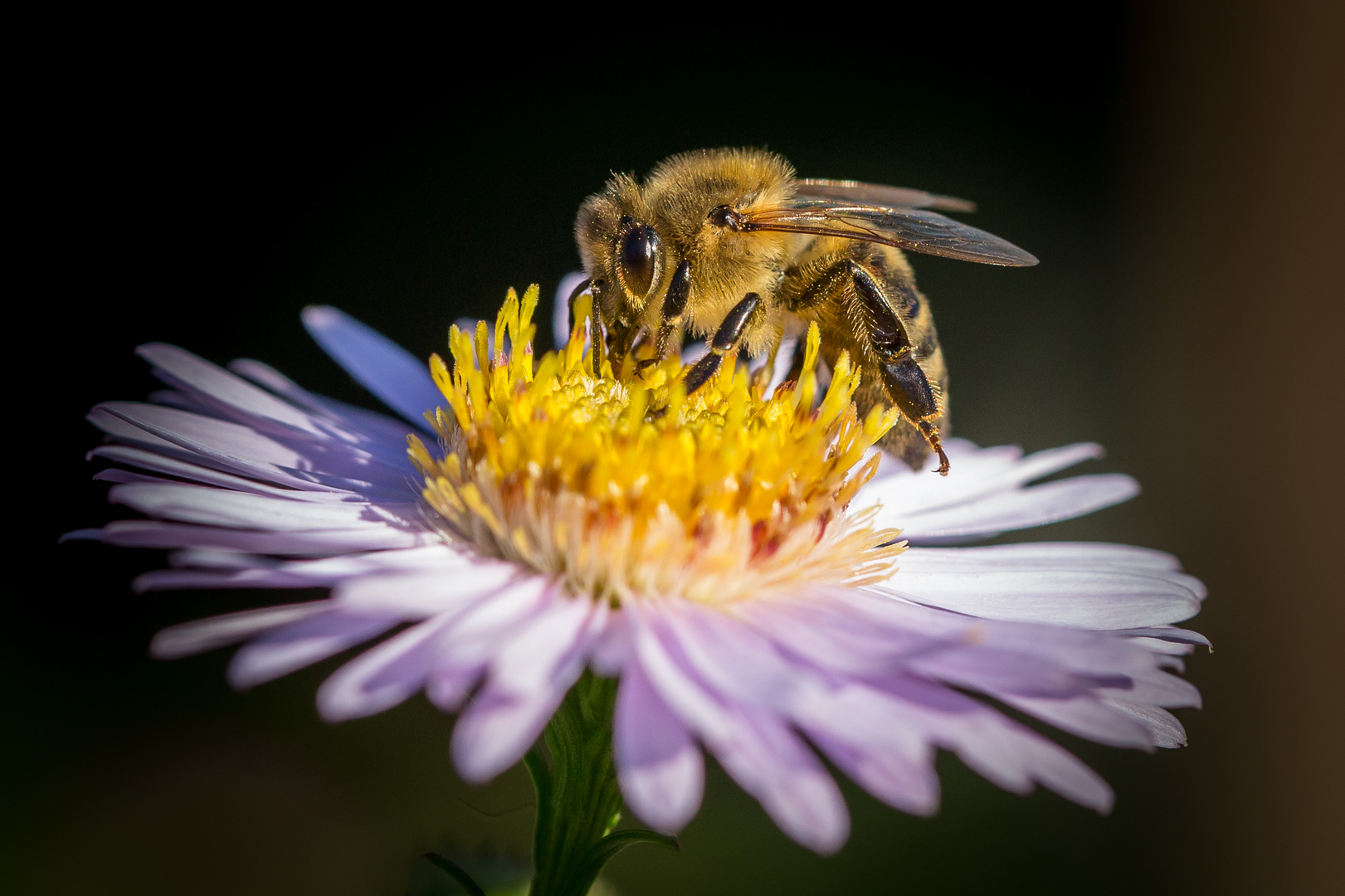 Biene auf Herbstaster