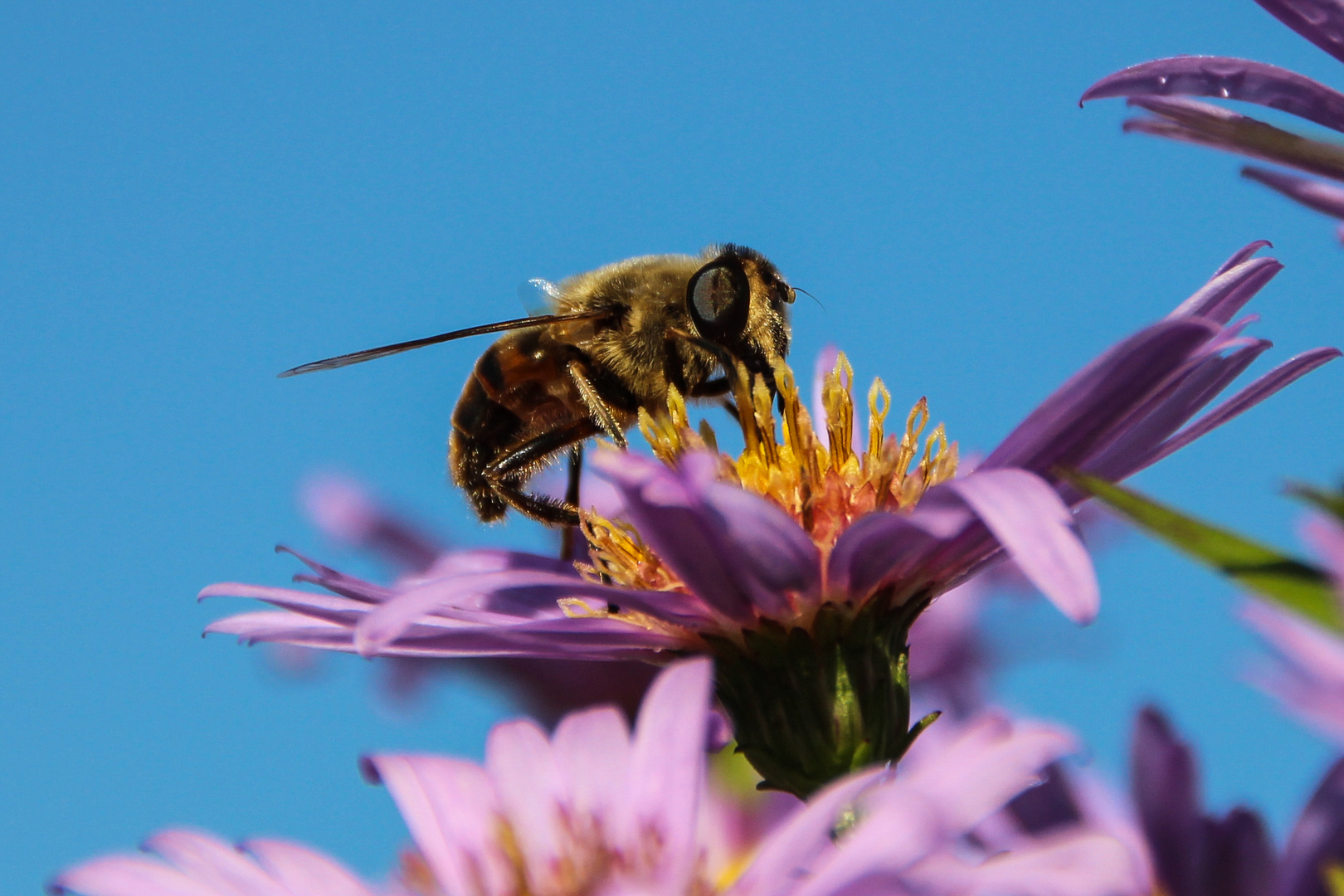 Biene auf Herbstaster, Makroaufnahme