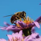 Biene auf Herbstaster, Makroaufnahme