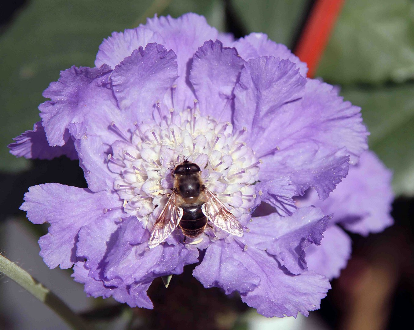 Biene auf herrlicher Blüte