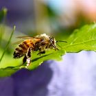 Biene auf Hibiskusstrauch