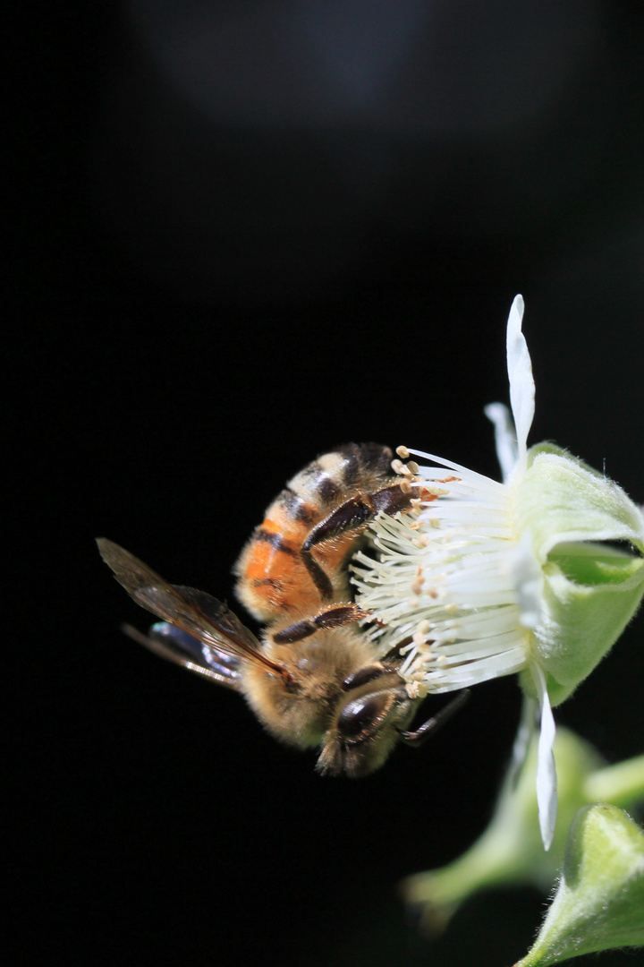 Biene auf Himbeerblüte