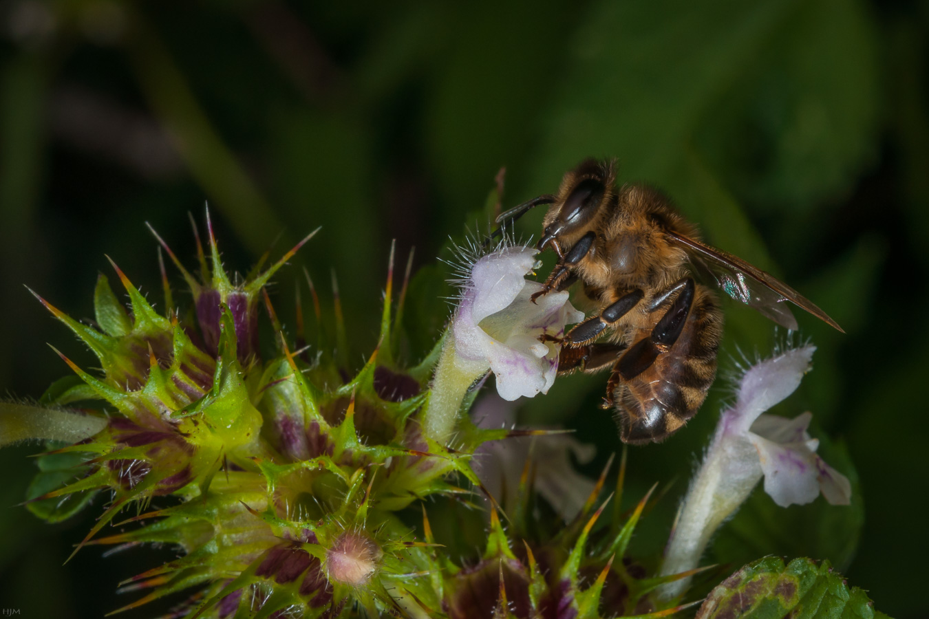 Biene auf Hohlzahn