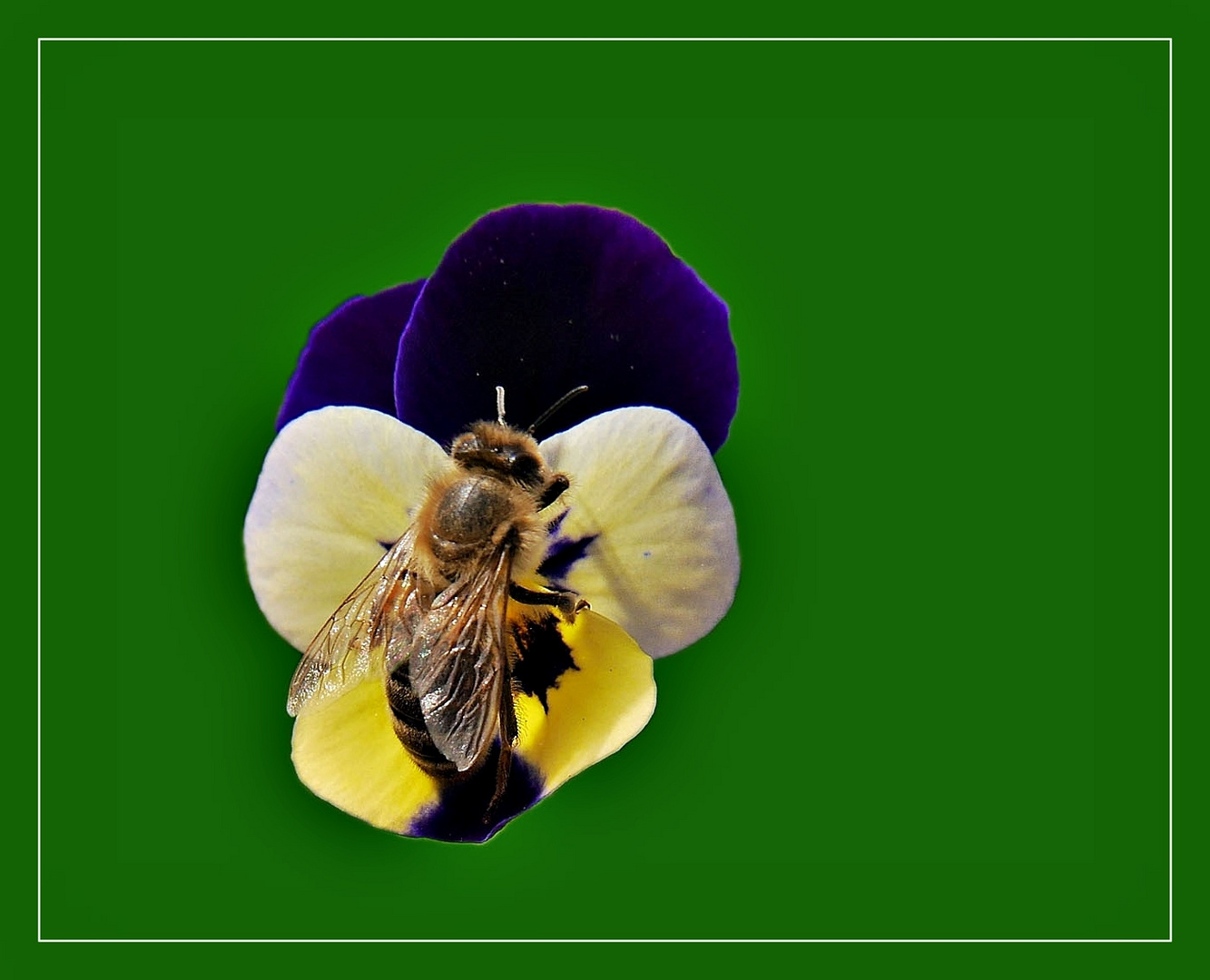 Biene auf Hornveilchen