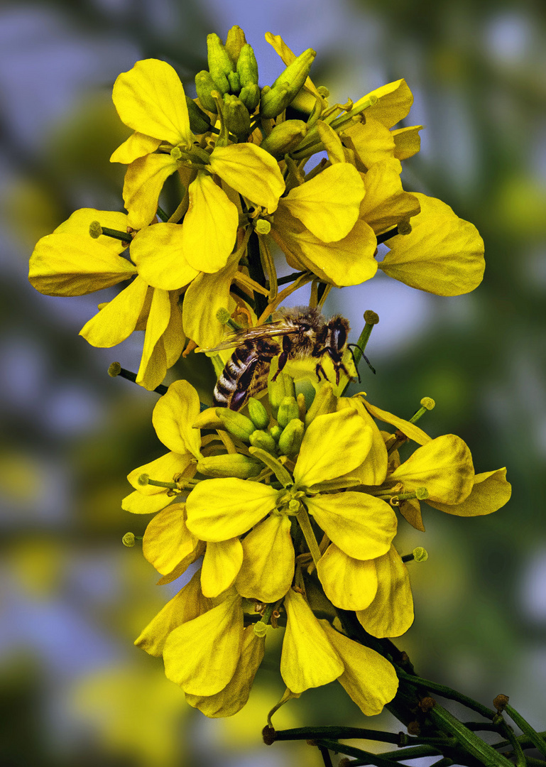 Biene auf Jasminblüten