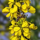 Biene auf Jasminblüten