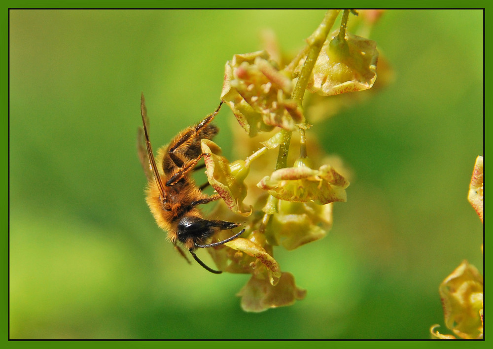 Biene auf Johannisbeerblüte