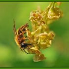 Biene auf Johannisbeerblüte