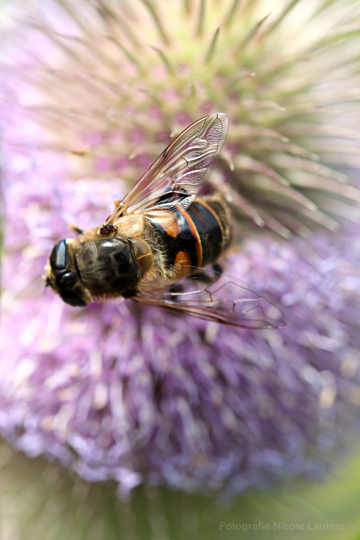 Biene auf Karde