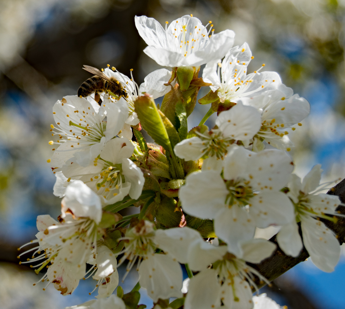 Biene auf Kirschblüte