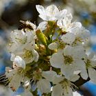 Biene auf Kirschblüte