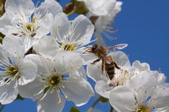 Biene auf Kirschblüte