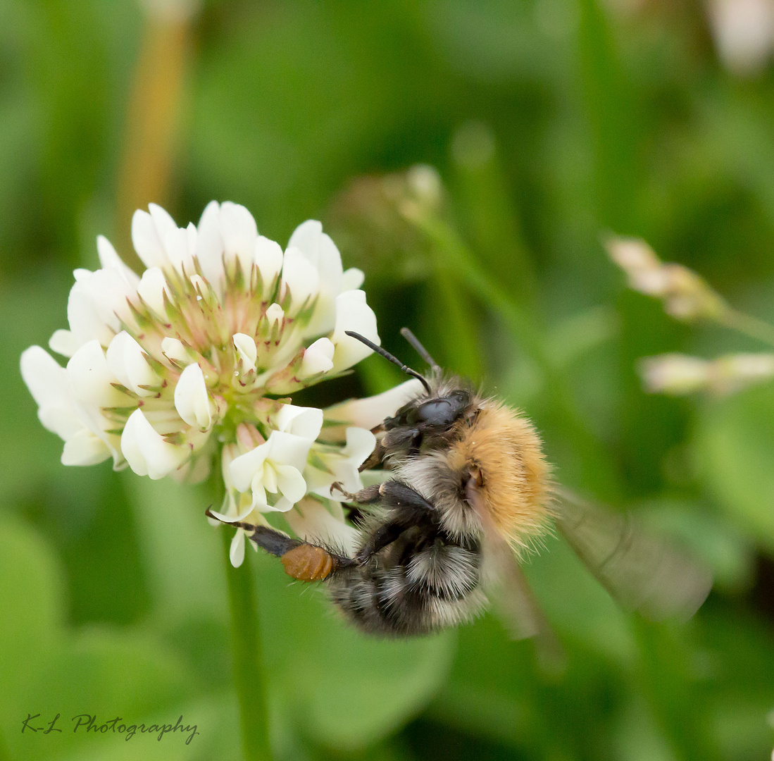 Biene auf Klee Blüte