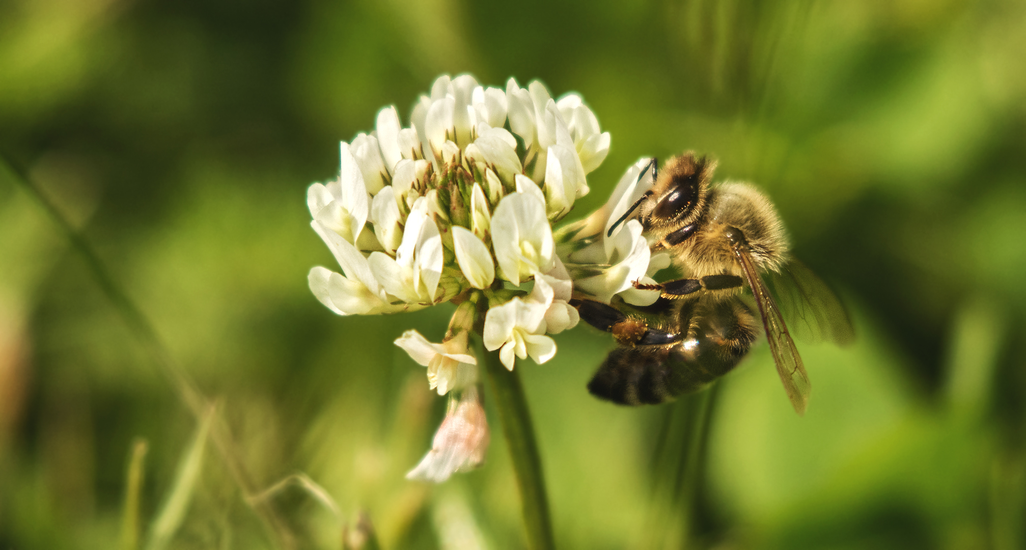 Biene auf Kleeblüte 001