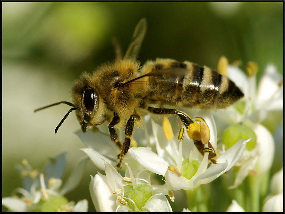 Biene auf Knoblauchblüte