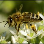 Biene auf Knoblauchblüte